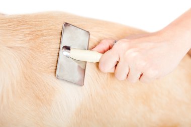 ı aşk benim evde beslenen hayvan!