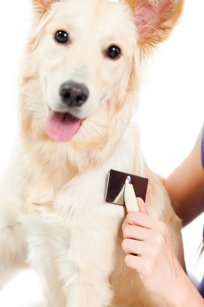 I love my pet! — Stock Photo, Image