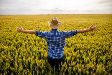 Kollarını açıp buğday tarlasında dikilen mutlu çiftçi. Büyüyen buğday tarlasında tarım işçisinin dikiz görüntüsü.