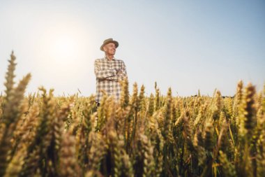 Tatmin olmuş çiftçi büyüyen buğday tarlasında duruyor. Kolları çapraz ve mesafeye bakıyor..