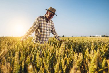 Kıdemli adam büyüyen buğday tarlasında yürüyor. Çiftçi ekinlerin büyümesinden memnun..