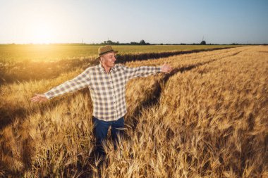 Başarılı kıdemli adam büyüyen buğday tarlasında kollarını açmış duruyor. Çiftçi ekinlerin büyümesinden memnun..