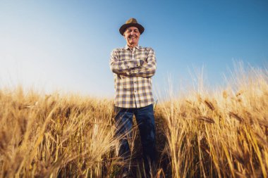 Tatmin olmuş kıdemli adam buğday tarlasında duruyor..