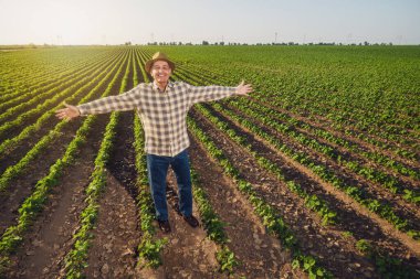Kıdemli adam büyüyen soya fasulyesi tarlasında kollarını açmış bekliyor. Çiftçi ekinlerin büyümesinden memnun..