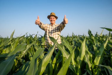 Başarılı kıdemli çiftçi mısır tarlasında dikiliyor ve başparmağını kaldırıyor..