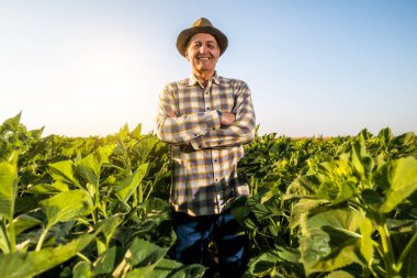 Başarılı kıdemli çiftçi, büyüyen ayçiçeği tarlasında duruyor. Kameraya bakıyor ve gülümsüyor..