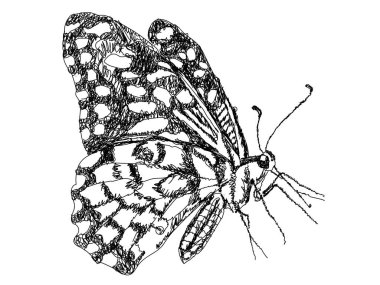 Kelebek çizgisi sanatı. Beyaz arka planda el çizimi bir illüstrasyon. Vektör