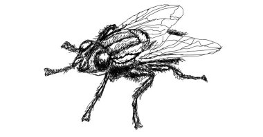 Sinek çizgisi sanatı. El çizimi böcek vektör karalama simgesi çizimi. Vektör illüstrasyonu beyaz arkaplanda izole edildi.