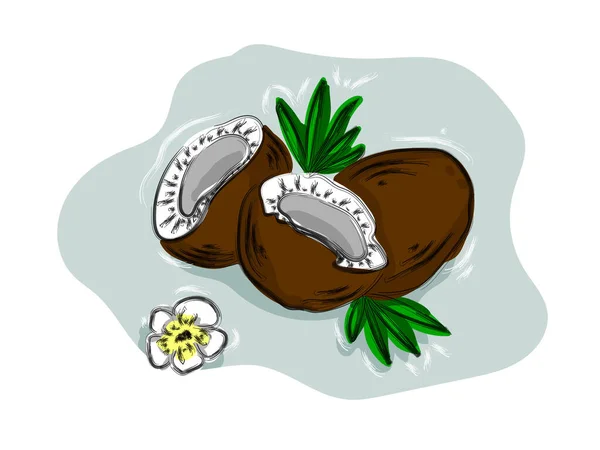 Handgezeichnete Fruchtkokosnuss Kokosnusshälften Und Palmblätter Vektor Tropische Lebensmittel Illustration — Stockvektor