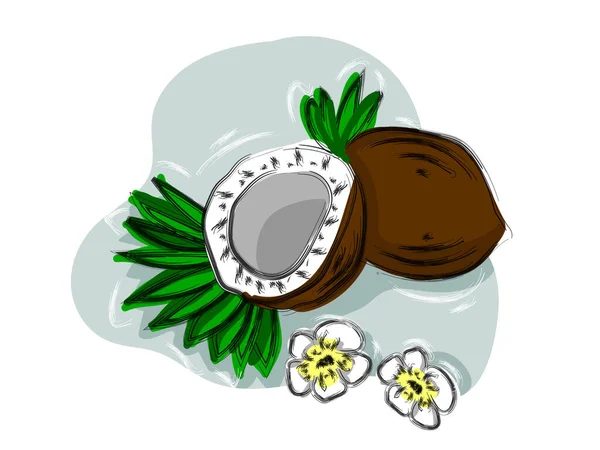 Frutos Elaborados Mano Coco Mitades Coco Hojas Palma Ilustración Alimentos — Archivo Imágenes Vectoriales