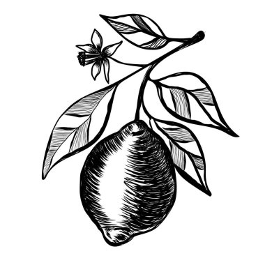 Dala el çizilmiş limonlar. Yapraklı ve çiçekli turunçgiller. Modern asgari sanat. Eskiz çizimi, kaliteli pastel boya kalemi tarzı. Paket ve menü tasarımları için en iyisi