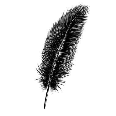Kuş tüyü. Yaratıcı tasarım için elle çizilmiş detaylı bir çizim. Vektör illüstrasyonu