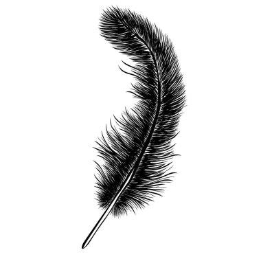 Kuş tüyü. Yaratıcı tasarım için elle çizilmiş detaylı bir çizim. Vektör illüstrasyonu