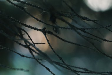 Çam Ağacı Kapanışı