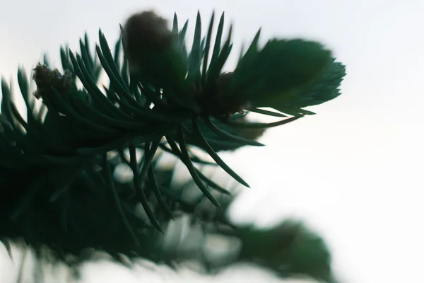 Primer plano del árbol de pino — Foto de Stock