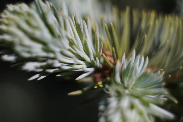 Primer plano del árbol de pino — Foto de Stock