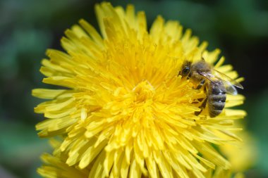 Karahindiba, tohumları karahindiba