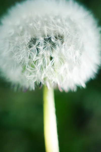 Seeds of dandelion, dandelion — Stock Photo, Image