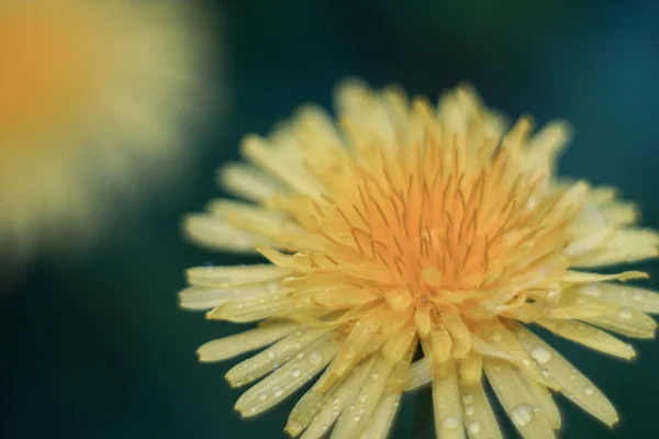 タンポポの花びらタンポポ — ストック写真