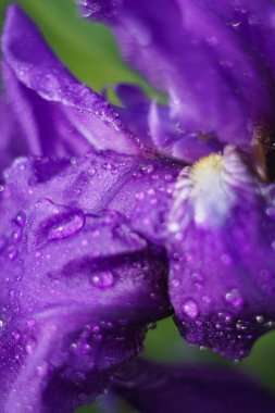 çiçek süsen-doğa bahar güneşli arka plan. Bokeh ile yumuşak odak