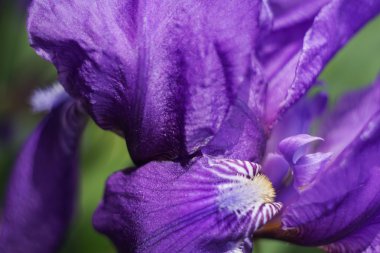 çiçek süsen-doğa bahar güneşli arka plan. Bokeh ile yumuşak odak