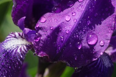 çiçek süsen-doğa bahar güneşli arka plan. Bokeh ile yumuşak odak