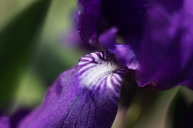 çiçek süsen-doğa bahar güneşli arka plan. Bokeh ile yumuşak odak