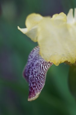 çiçek süsen-doğa bahar güneşli arka plan. Bokeh ile yumuşak odak