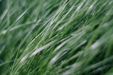 yeşil çim. Makro. yakın çekim.