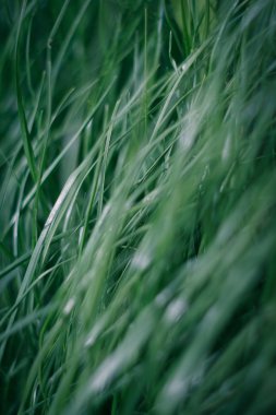 yeşil çim. Makro. yakın çekim.