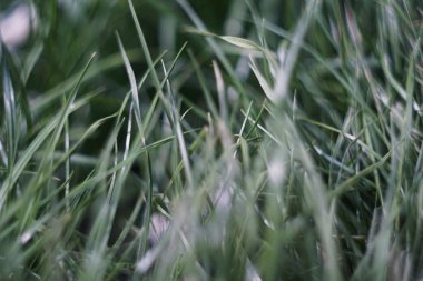 yeşil çim. Makro. yakın çekim.