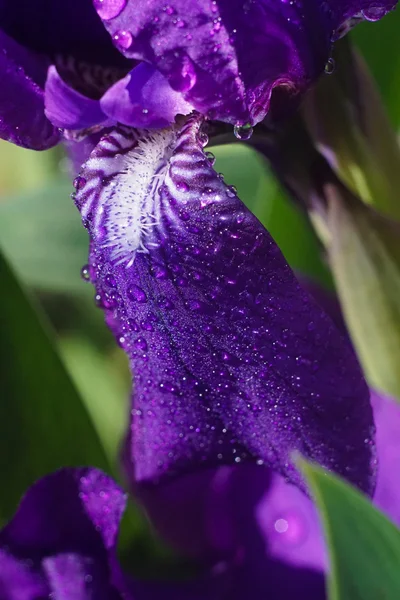 Iridi floreali- natura primavera sfondo soleggiato. Focus morbido con bokeh — Foto Stock