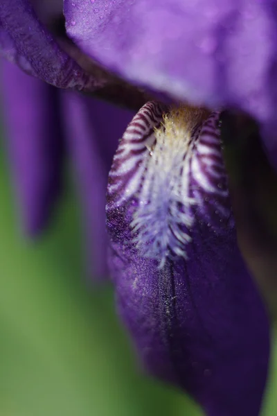 Iridi floreali- natura primavera sfondo soleggiato. Focus morbido con bokeh — Foto Stock