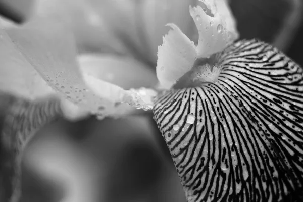 Iridi floreali- natura primavera sfondo soleggiato. Focus morbido con bokeh — Foto Stock