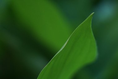 Vadinin zambak yaprağı