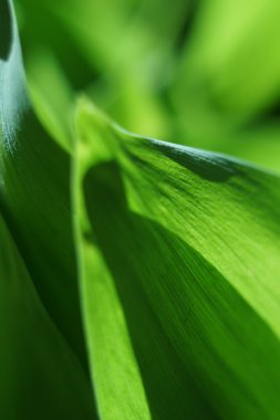 Vadinin zambak yaprağı