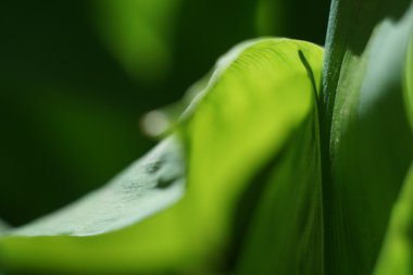 Vadinin zambak yaprağı