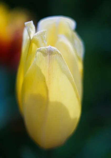 Photo of charming tulip — Stock Photo, Image