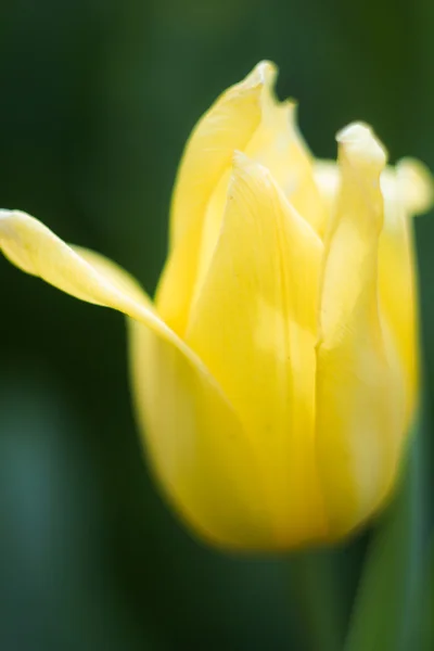 Photo of charming tulip — Stock Photo, Image