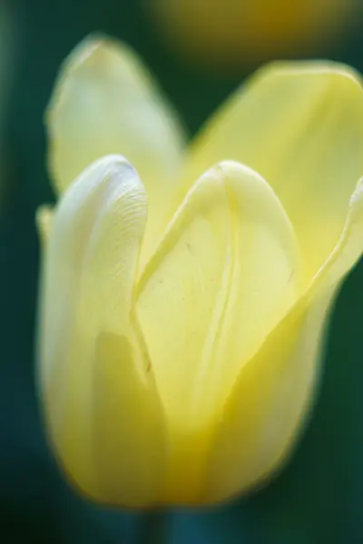 Photo of charming tulip — Stock Photo, Image