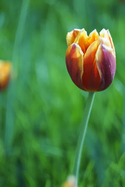 Фото очаровательного тюльпана — стоковое фото