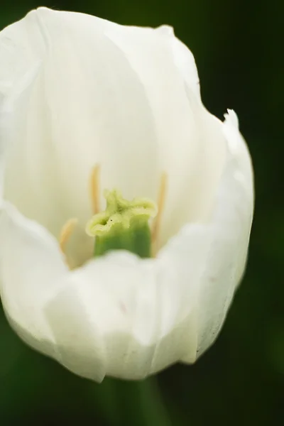 Photo of charming tulip — Stock Photo, Image