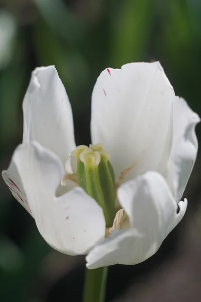 Foto de tulipa encantadora — Fotografia de Stock