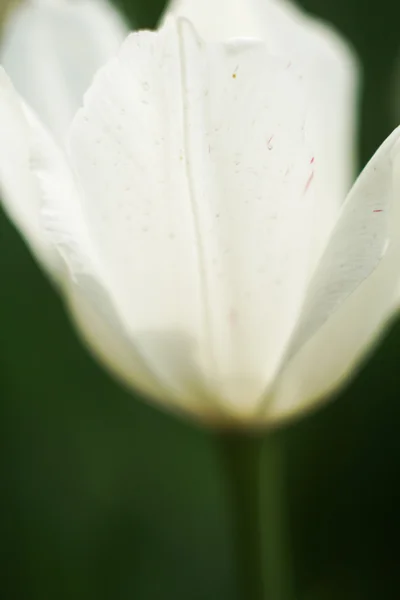 Foto di affascinante tulipano — Foto Stock