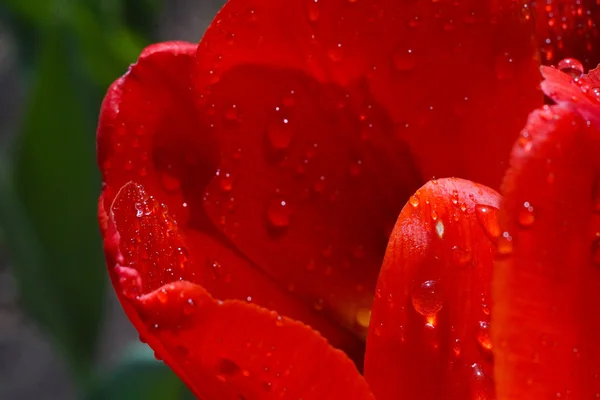 Photo of charming tulip — Stock Photo, Image