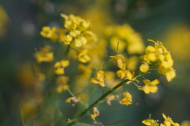 Vahşi çayır çiçek fotoğraf