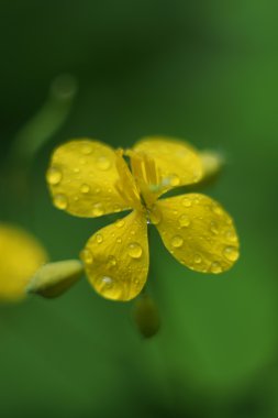 Vahşi çayır çiçek fotoğraf