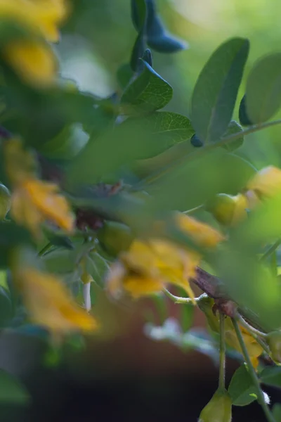 野生の草原の花写真 — ストック写真