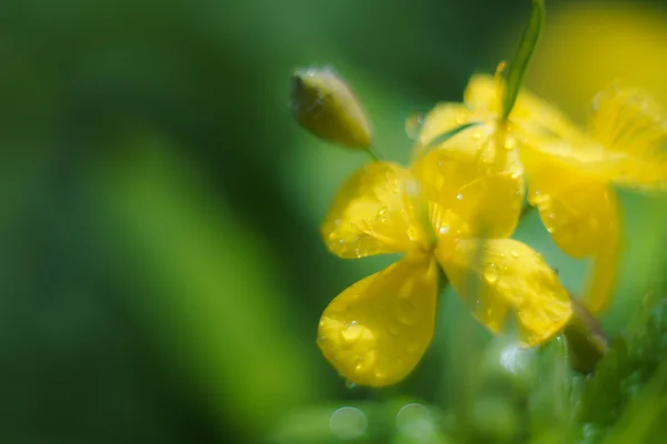 Flores do prado selvagem foto — Fotografia de Stock