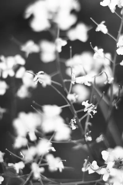 Цветы дикого луга фото — стоковое фото